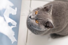 Naughty cat british shorthair kitten with large yellow eyes about to rip toilet paper.