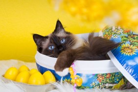 Cat in my easter egg
