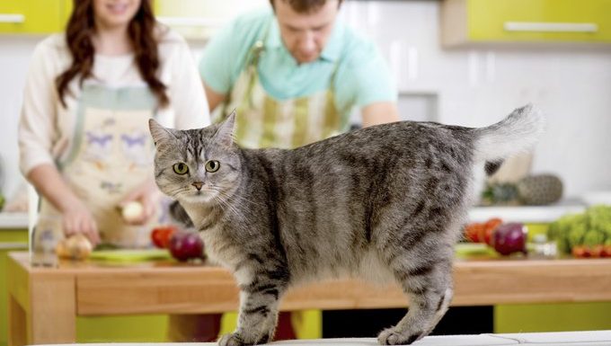 cat on counter while couple cooks in background