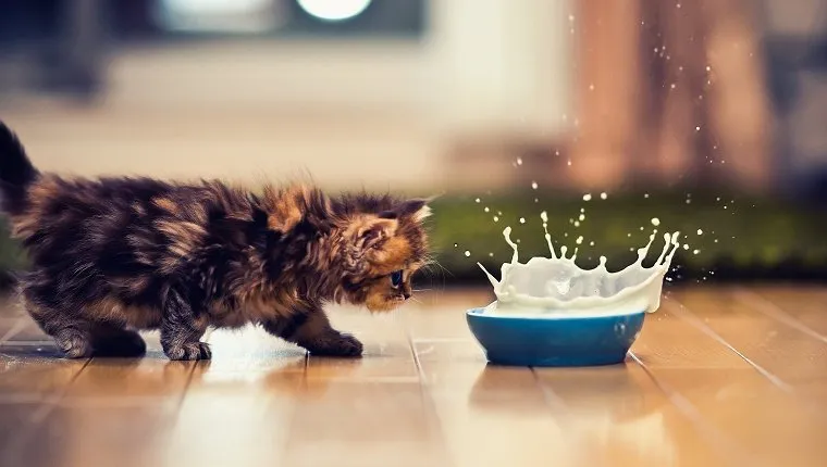 Kitten and bowl of milk