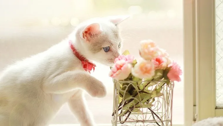 Kitten and flower.