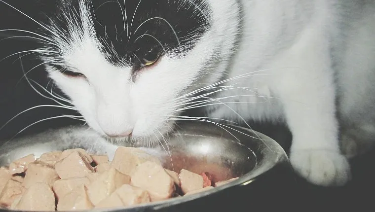 Close-Up Of Cat Eating Food