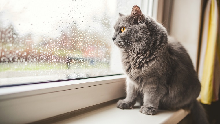 Four years old Cat looking out on a rainy day