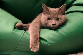 Young British Blue Shorthair Cat Lying on a Green chair bag. Pensive gray cat.