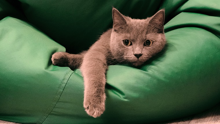 Young British Blue Shorthair Cat Lying on a Green chair bag. Pensive gray cat.