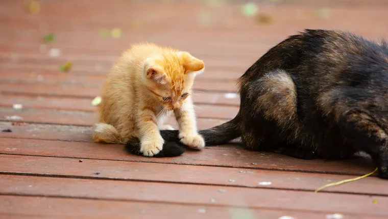 A ginger kitten playing with mom's tail