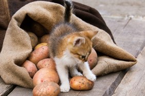 Little red kitten play with Fresh harvested potatoes on a rough wooden palette.