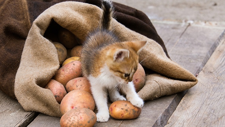 Little red kitten play with Fresh harvested potatoes on a rough wooden palette.