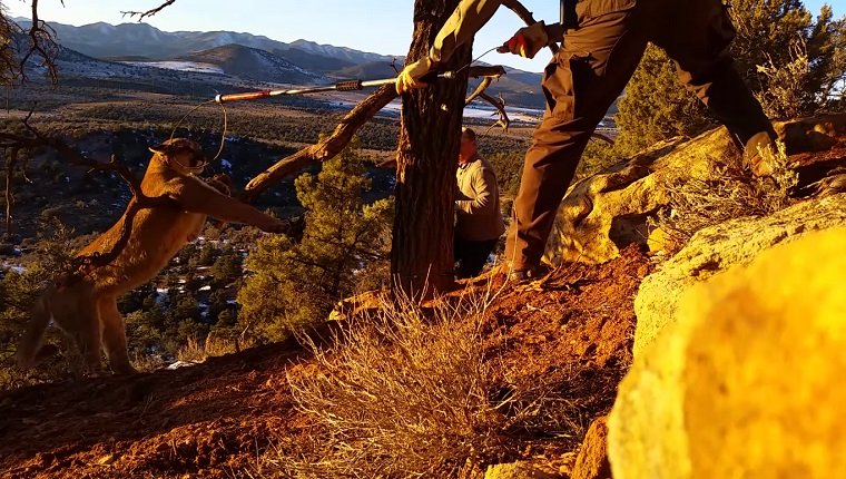 Ekins approaches the mountain lion with a catch pole