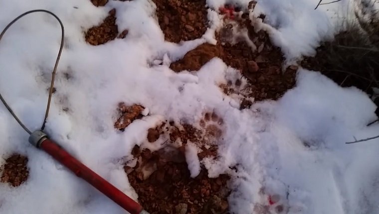A catch pole lies in the snow next to paw prints