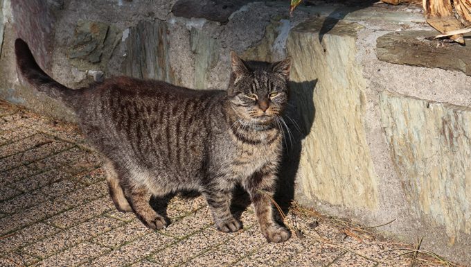 Stray Cat Standing On Footpath