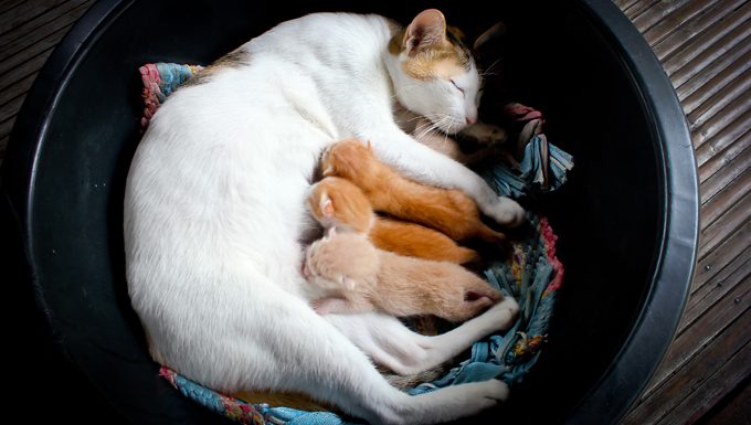 cat lying on blanket nursing kittens