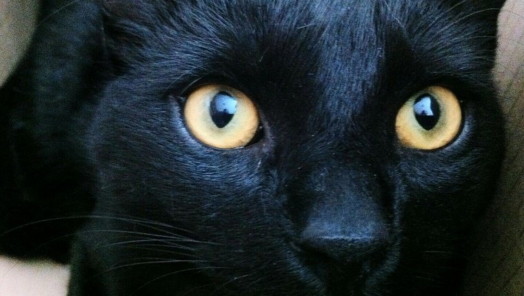 Close-Up Portrait Of Black Cat