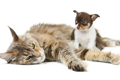 Maine coon cat and Chihuahua puppy, isolated. Little cute dog and cute adult tortoiseshell maine-coon cat on white background. Puppies and kittens shelter. Studio shoot for design or advertising.