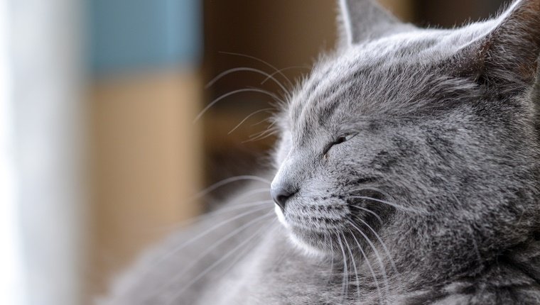 Grey medium hair cat laying on a chair squinting.