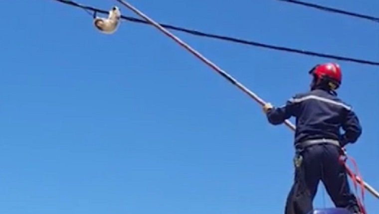 A worker uses a pole to knock the cat off the wire.