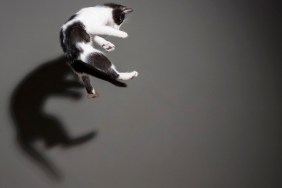 Cats flying and jumping trough the air