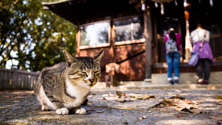 A stray cat lies in front of a Japanese shrine with worshippers in the background.