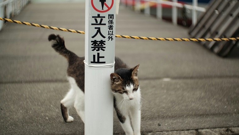 Stray Cat By White Pole With Warning Sign Japanese Text