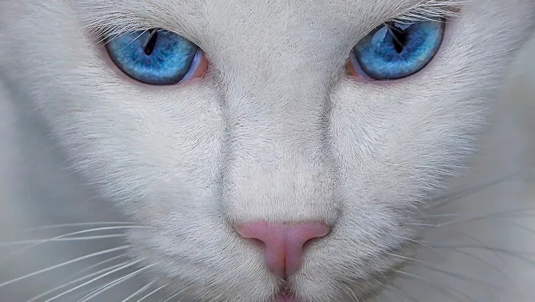 A white cat with blue eyes