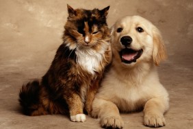 Calico kitten and Labrador puppy (sepia tone)