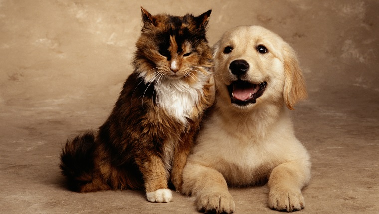 Calico kitten and Labrador puppy (sepia tone)