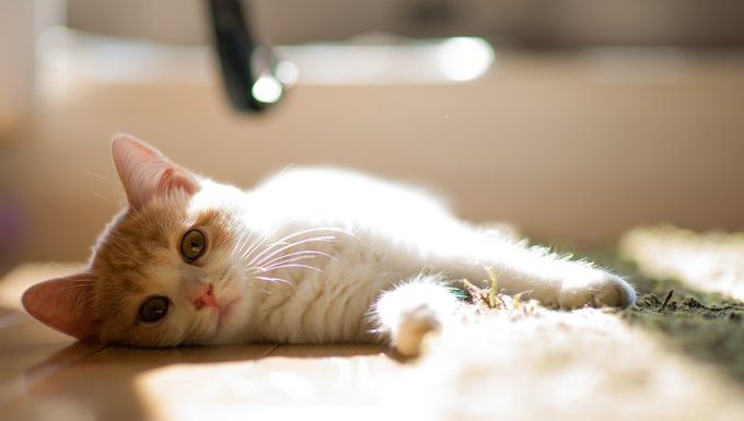 cat lying in sun