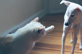 A white cat hitting or swatting a white Italian Greyhound puppy or dog.