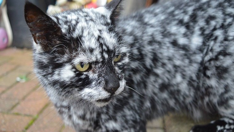 Rare Condition: Find Out Why This Black Cat Is Turning White - CatTime