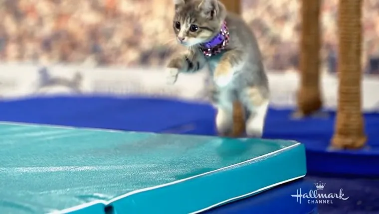 Kitten jumps on a mat