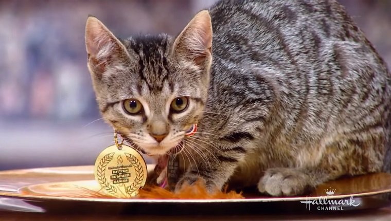 Kitten with a gold medal