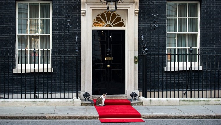 Larry the Downing Street cat sits on the red carpet outside number 10 Downing Street in central London on January 16, 2012. AFP PHOTO / LEON NEAL        (Photo credit should read LEON NEAL/AFP/Getty Images)