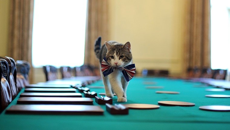 Larry, the 10 Downing Street cat, walks on the cabinet table wearing a British Union Jack bow tie ahead of the Downing Street street party, in central London, on April 28, 2011. Downing Street will hold a street party tomorrow to celebrate the royal wedding of Britain's Prince William and Kate Middleton at Westminster Abbey, on April 29, 2011. AFP PHOTO/BEN STANSALL/WPA POOL (Photo credit should read BEN STANSALL/AFP/Getty Images)
