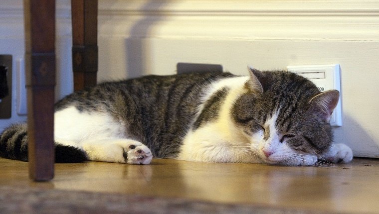 Larry the Cat naps at No. 10 Downing Street in London on February 15, 2011 after arriving from Battersea Dogs and Cats home. British Prime Minister David Cameron has unveiled the latest member of his team -- a cat, who it is hoped will dispense with a rat spotted scuttling past the famous door of Number 10 Downing Street in recent weeks. Downing Street cats have a proud history, with some joining the state payroll and enjoying the honorary title of Chief Mouser to the Cabinet Office. AFP PHOTO / POOL / MARK LARGE (Photo credit should read MARK LARGE/AFP/Getty Images)