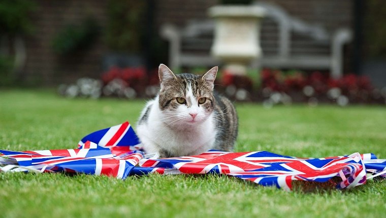 LONDON, ENGLAND - JUNE 1:  Larry the Downing Street cat plays with bunting in the garden of number 10 Downing Street on June 1, 2012 in London, England. Four days of celebrations to mark Queen Elizabeth II's 60 years on the throne will start on Saturday. (Photo by Ki Price/WPA-Pool/Getty Images)