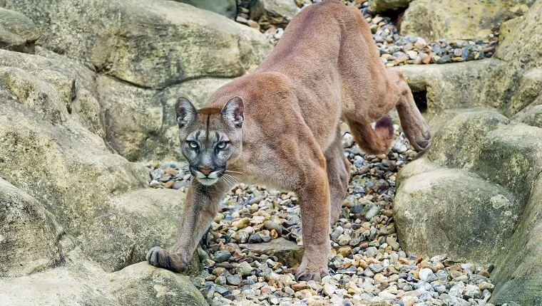 Viktoria the female puma, walking on the stones of her enclosure (nicely decorated).