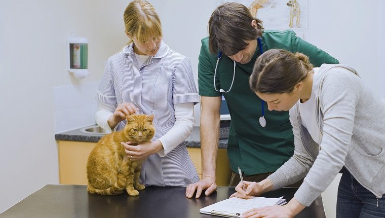 Veterinarians examining cat