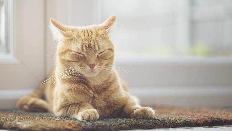 A pet cat asleep on the doormat in a conservatory.