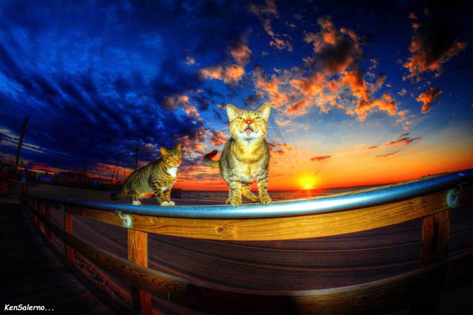 seaside-heights-animal-welfare-cats