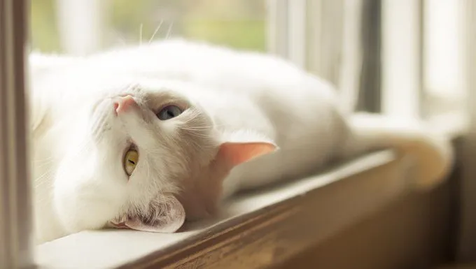white cat lying in the sun
