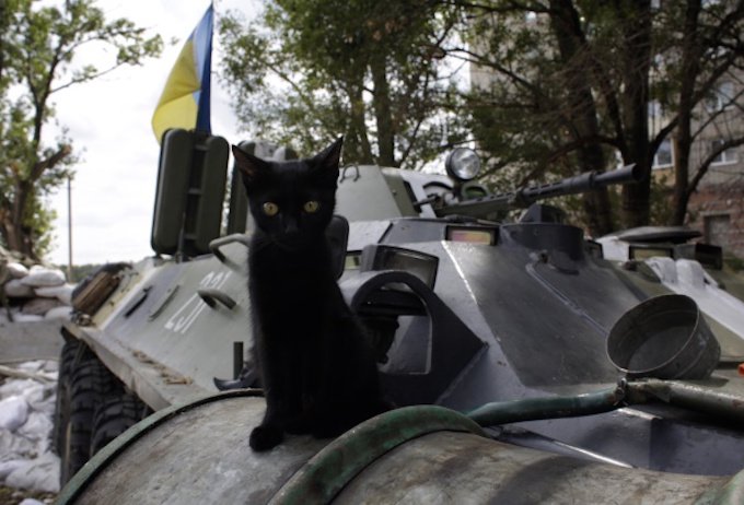 A kitten sits on an APC at the checkpoint of Ukrainian troops in Avdeyivka, Donetsk region on August 19, 2014. Ukraine's military said today that fighting had erupted in the heart of the major rebel stronghold of Lugansk as government forces pressed on with a punishing offensive to win back the war-torn east. AFP PHOTO/ ANATOLII STEPANOV (Photo credit should read ANATOLII STEPANOV/AFP/Getty Images)