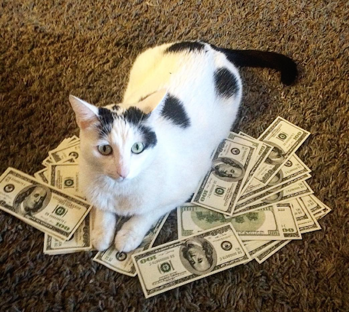 Cash-Cats-Money