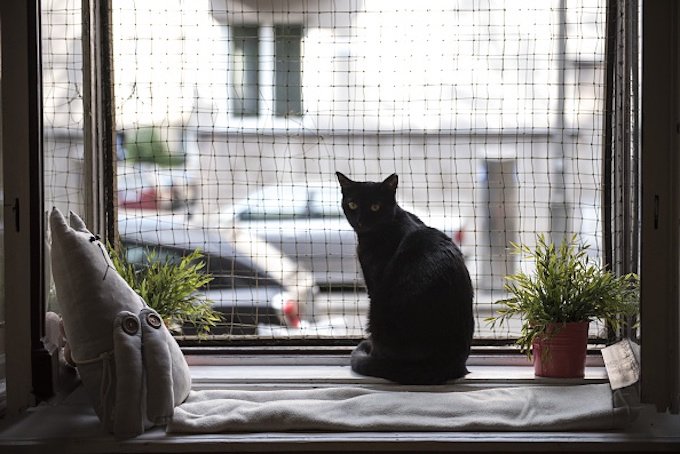 KRAKOW, POLAND - MAY 04 :A black cat is seen at the Cat Caffee window, Krowoderska 48, Krakow, Poland on May 4, 2016. The Cat Coffee is an attraction for the cat lovers and it is open since the end of June 2015 and has six cats. Two of the cats came from the " Kocia Academia" fondation and the other four cats were or found on the street. (Photo by Omar Marques/Anadolu Agency/Getty Images)