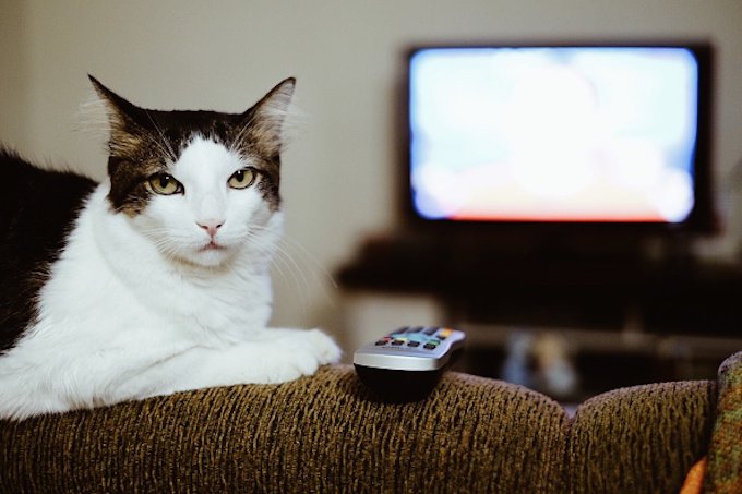 Cat on the couch with a remote.