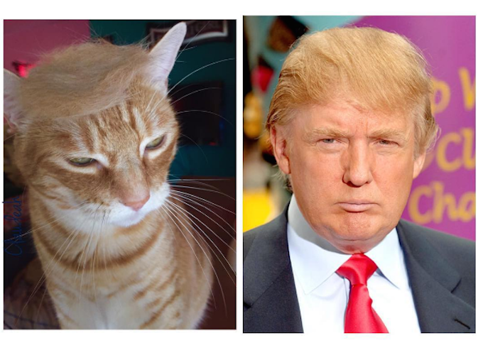 Donald-Trump-As-A-Cat