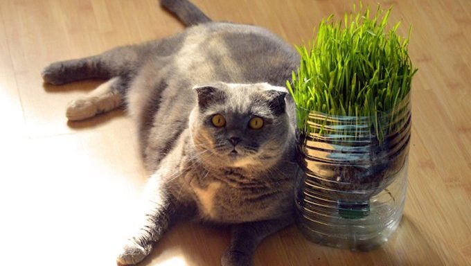 Fat cat sitting on the floor with grass