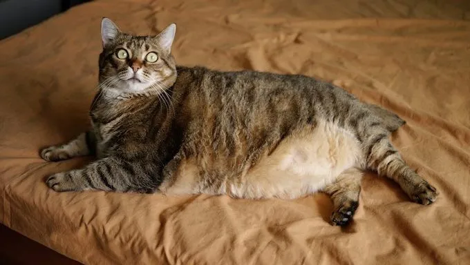 Fat tabby cat