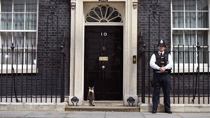 LONDON, ENGLAND - JULY 13: Larry, the 10 Downing Street cat, sits outside the 10 Downing Street on July 13, 2016 in London, England. (Photo by Kate Green/Anadolu Agency/Getty Images)