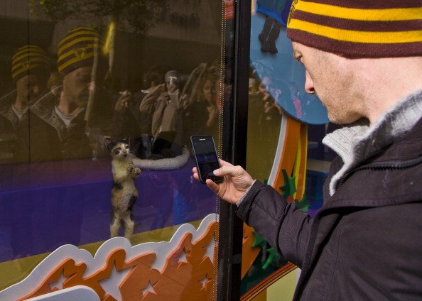 SAN FRANCISCO, CA - DECEMBER 22: A man takes a photo of a kitten in a Macy's window on December 22, 2012, in San Francisco, California. Despite cold and rainy weather, San Francisco is still a major attraction for tourists during the Christmas holidays. (Photo by George Rose/Getty Images)