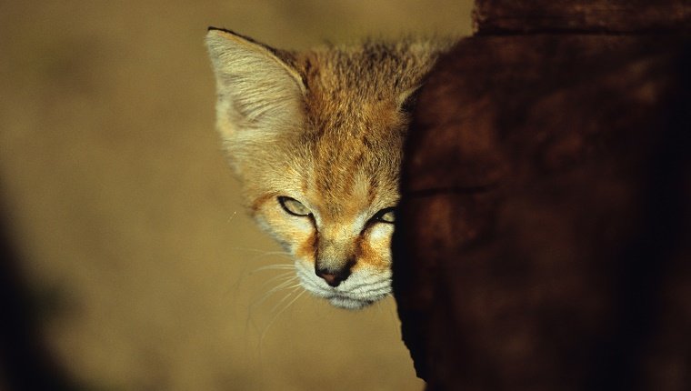 The Sand cat (Felis margarita), also referred to as the "sand dune cat", is a small wild cat distributed over African and Asian deserts.